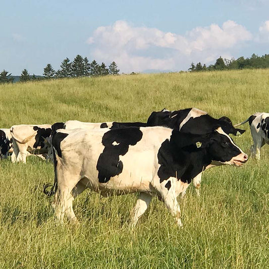 Veganismo vs. Libre de crueldad animal: diferencias que importan.
